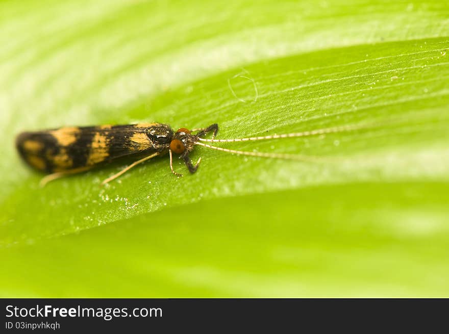 Mystacides longicornis - Unusual insect like a butterfly/moth