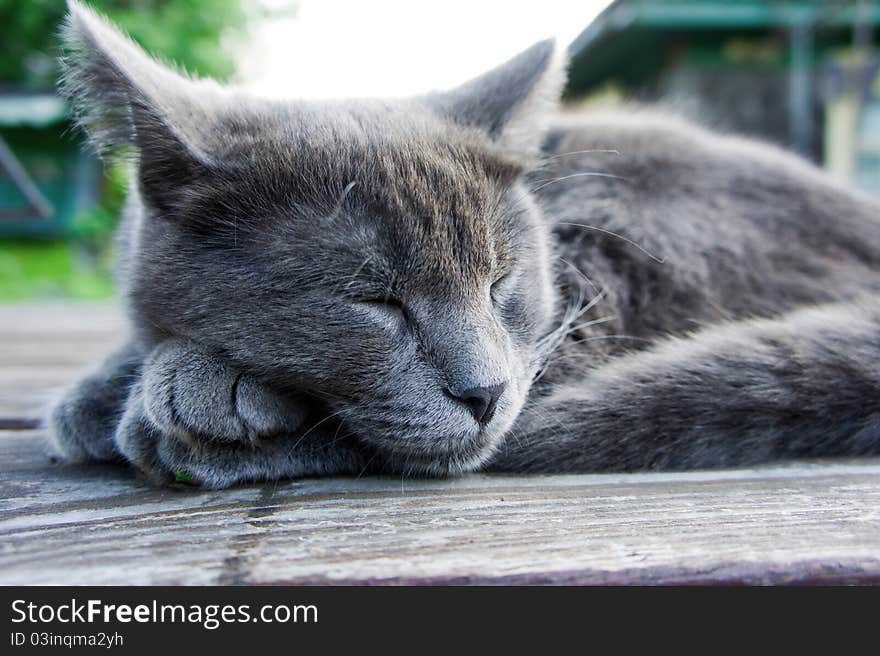 Russian Blue breed kitten