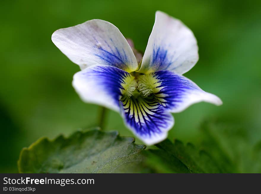 This is a close up shot pansy