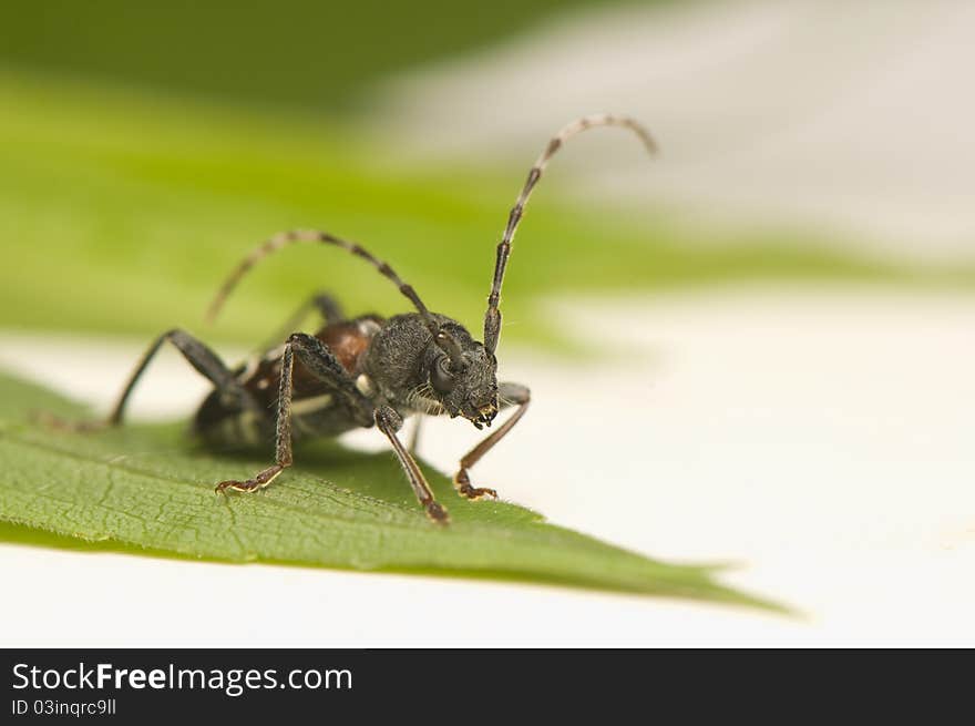 Anaglyptus mysticus - colored beetle with long antennae