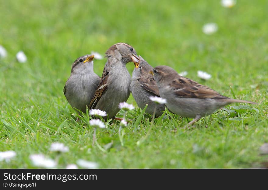 View of a family of sparrows on grass. View of a family of sparrows on grass.