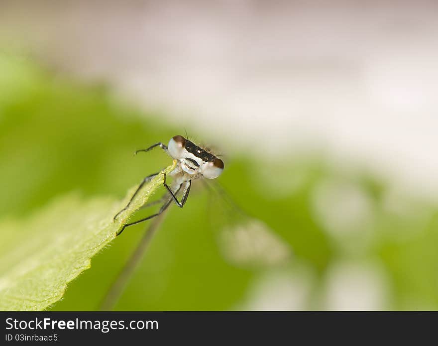 Small dragonfly