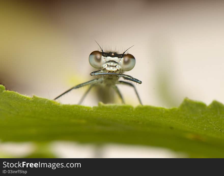 Portrait of a small dragon with big eyes. Portrait of a small dragon with big eyes