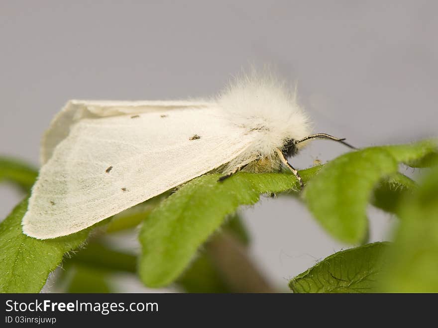 Diaphora mendica - small white moth