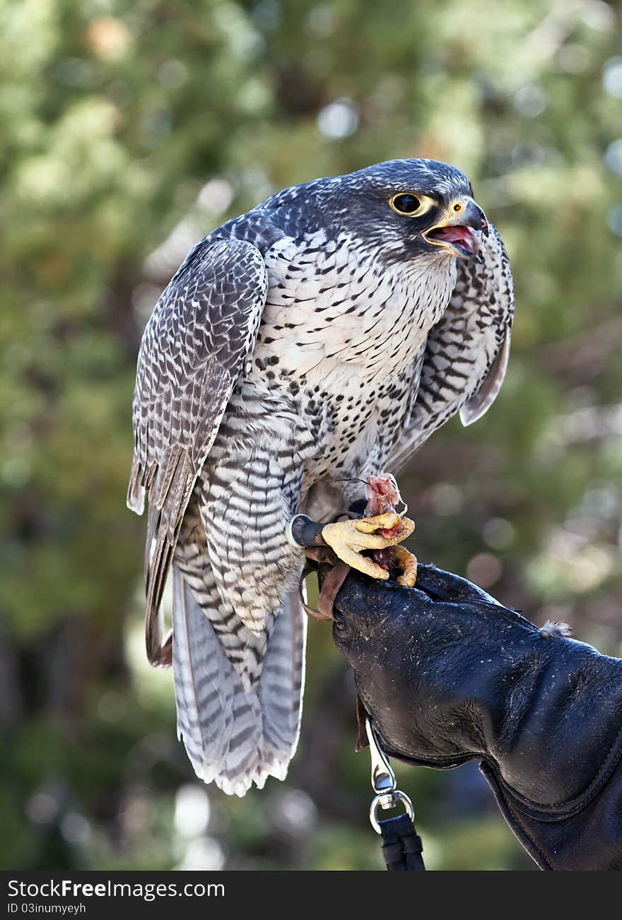 Falcon with partial of his prey