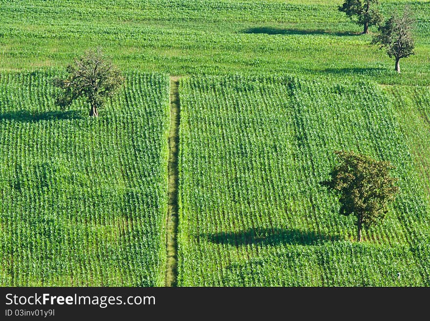 A Field In Chiang Rai