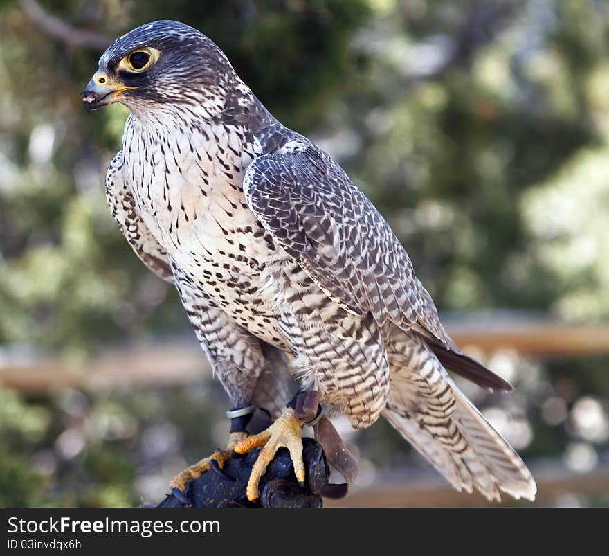 Falcon sitting on glove, side view