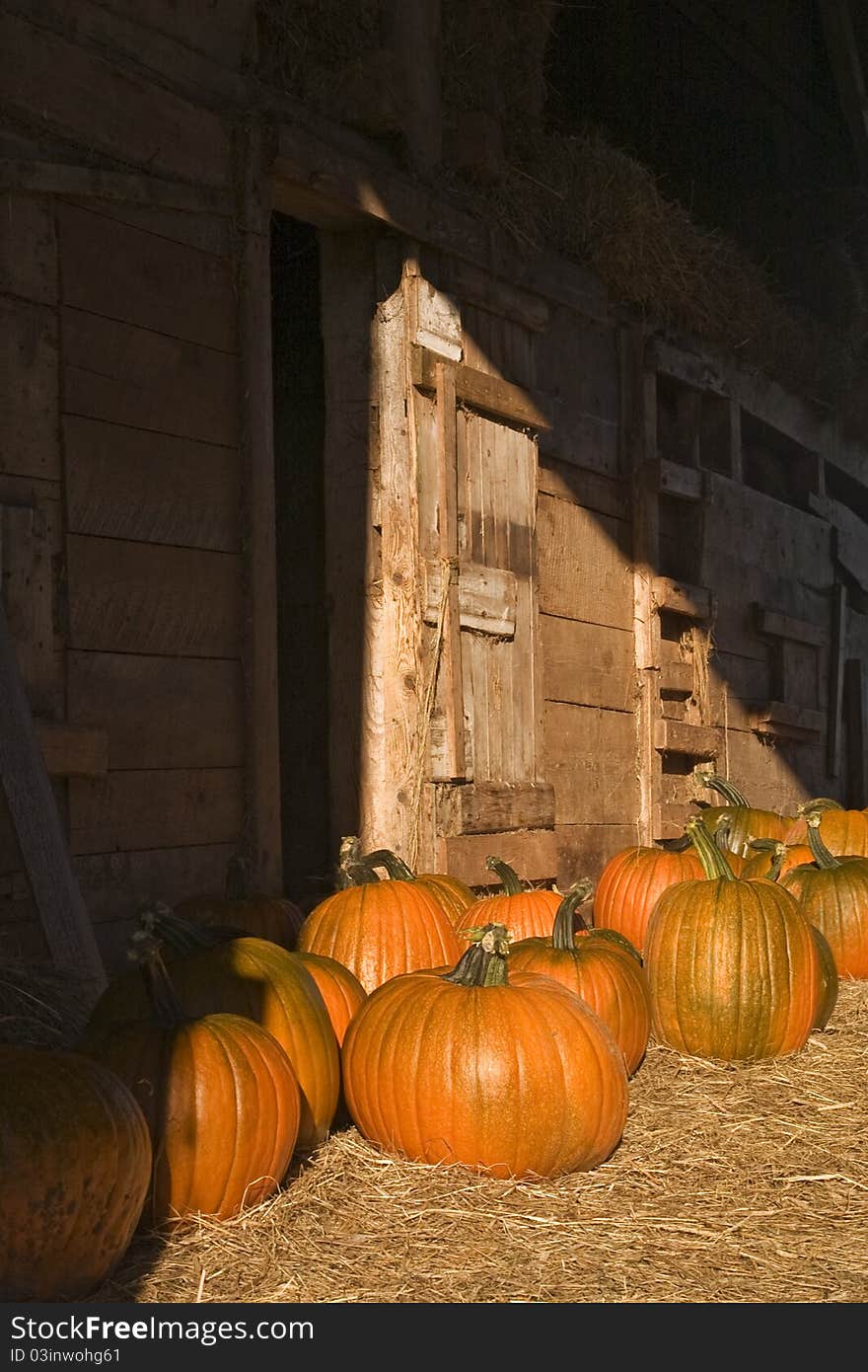 Freshly harvested pumpkins on the straw floor of a barn in Nova Scotia. Freshly harvested pumpkins on the straw floor of a barn in Nova Scotia