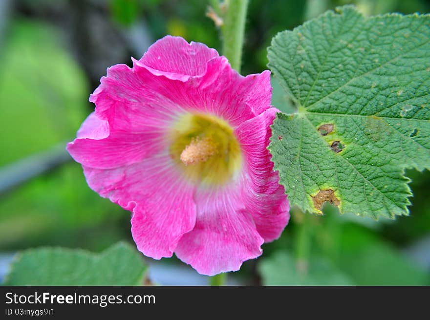 Color photograph of a pink hollyhock flower