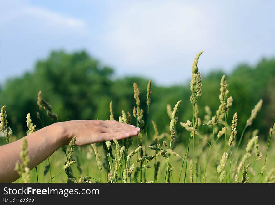 Hand Touching Grass