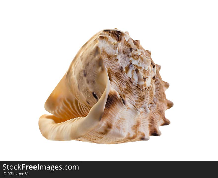 The picture of the okean shell Cassis cornuta, isolated on a white. The picture of the okean shell Cassis cornuta, isolated on a white.