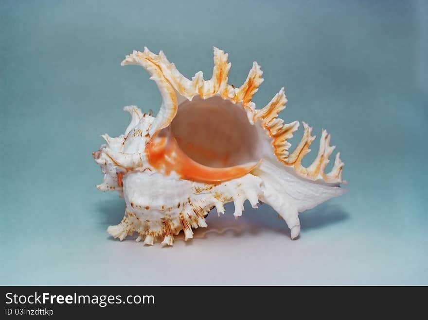 Sea cockleshell Murex ramosus isolated on a white. Sea cockleshell Murex ramosus isolated on a white.