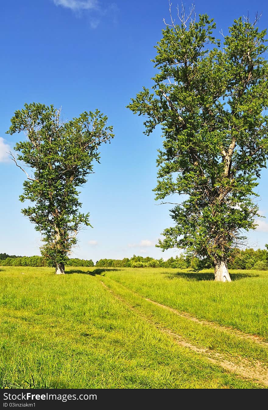 Country summer landscape with meadow and dirt road between two old big trees, forest on background. Country summer landscape with meadow and dirt road between two old big trees, forest on background