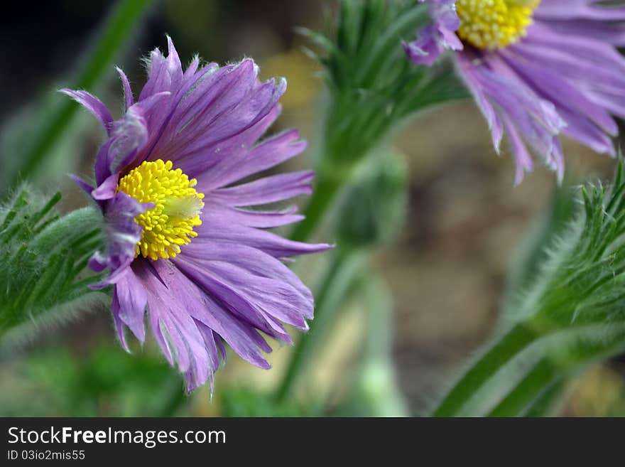 Pasque flower