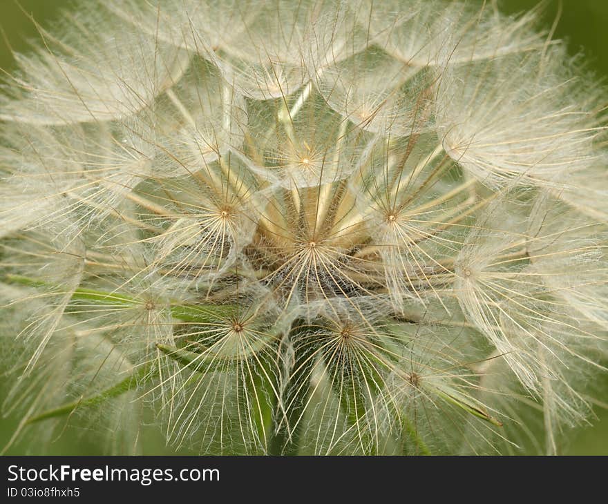 Yellow Goatsbeard Seed Head