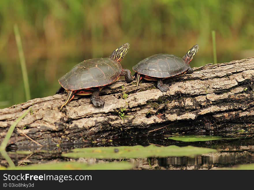 Pair of Painted Turtles on a Log