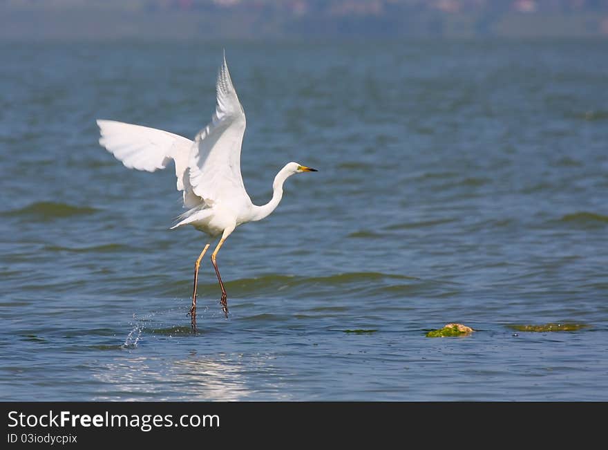 Great egret flying