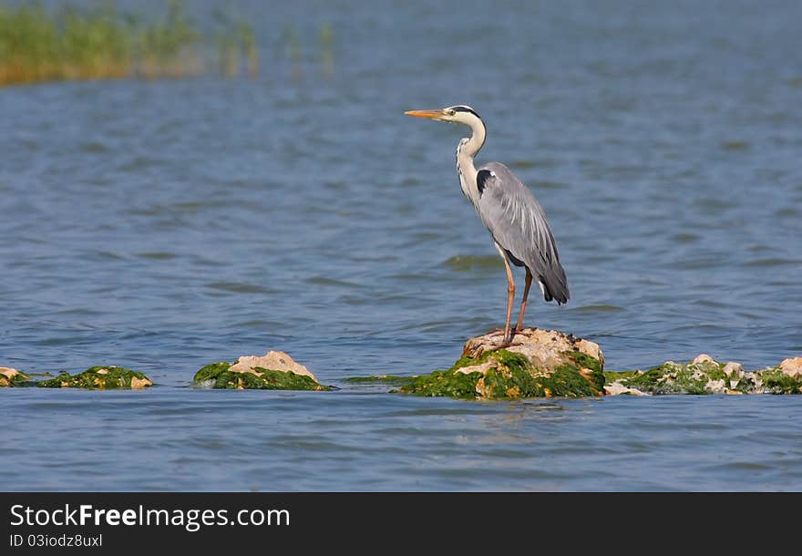 Grey heron (ardea cinerea) resting on rock in water. Grey heron (ardea cinerea) resting on rock in water