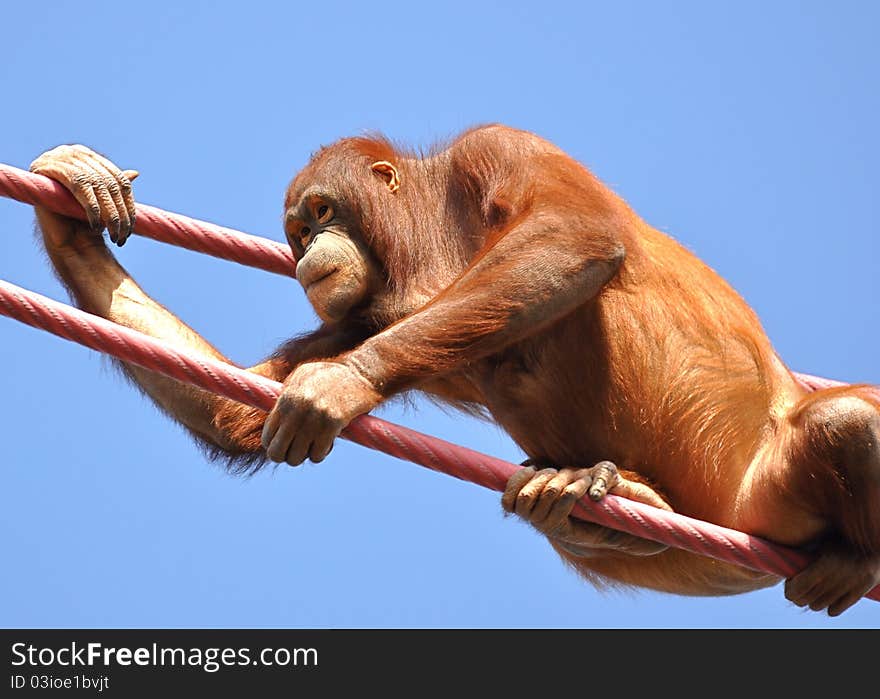 Orangutan climbing ropes, with blue sky background