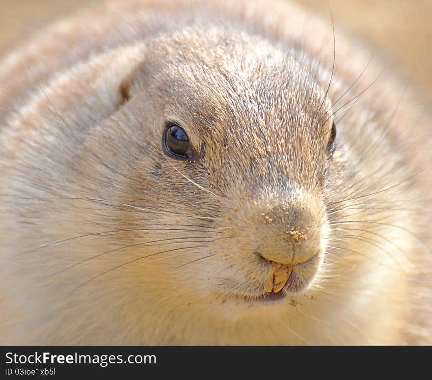 Prairie Dog