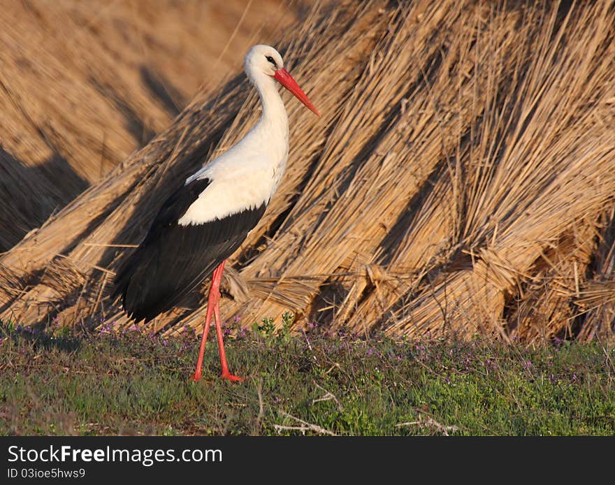 White stork near dry reed