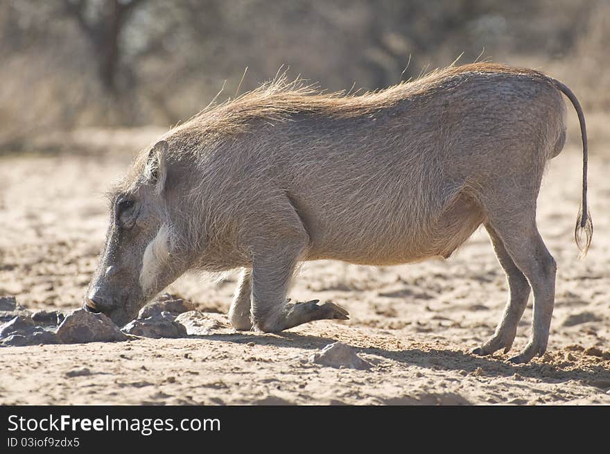 A young male Warthog at a water hole in the Kalahari area of South Africa. A young male Warthog at a water hole in the Kalahari area of South Africa