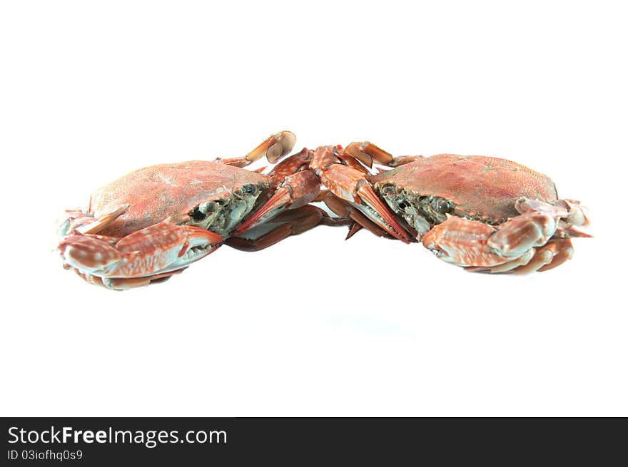 Two crab with white background