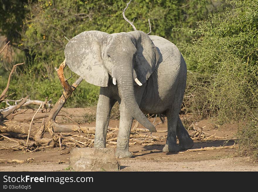 A young bull elephant doing a mock charge. A young bull elephant doing a mock charge