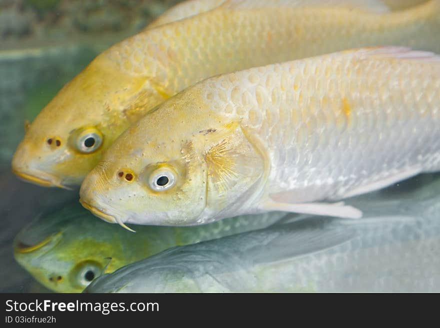 Clouse up of two golden koi