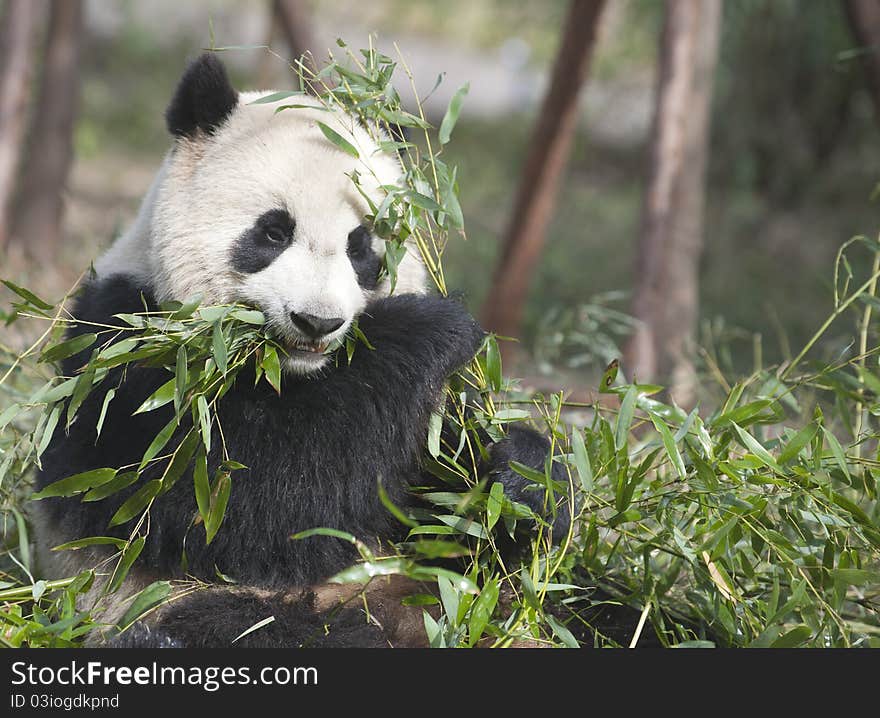 Giant panda