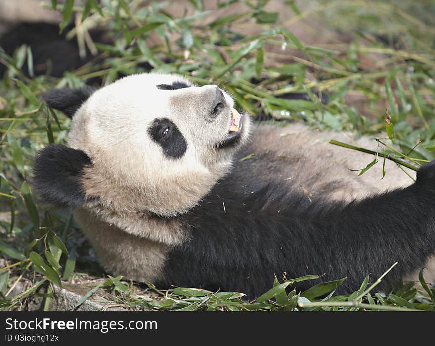 Giant panda