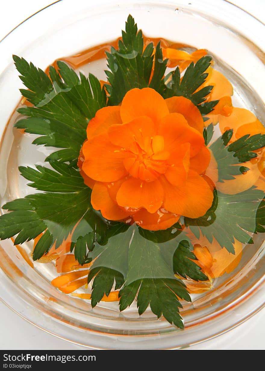 Floating flower on a white background