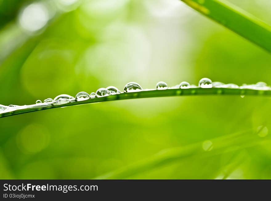 Water green leaf spring rainy season