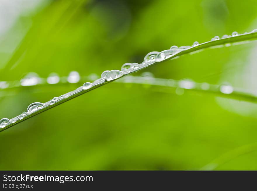 Water green leaf spring rainy season