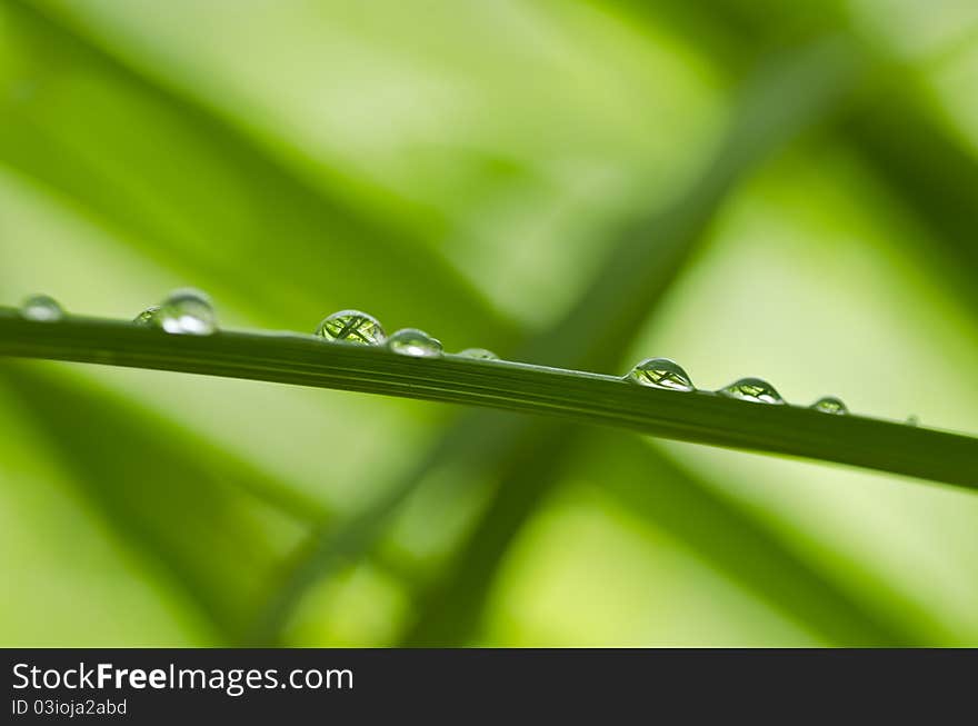 Water green leaf spring rainy season