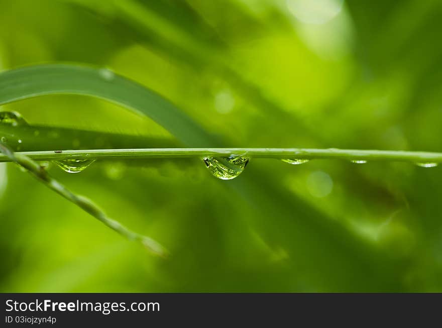 Water green leaf spring rainy season