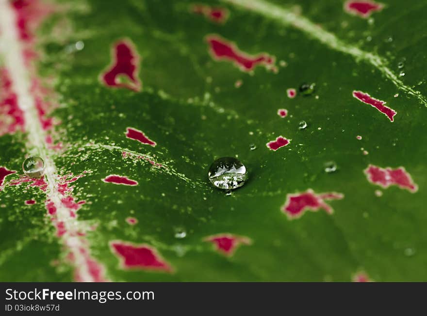 Water green leaf