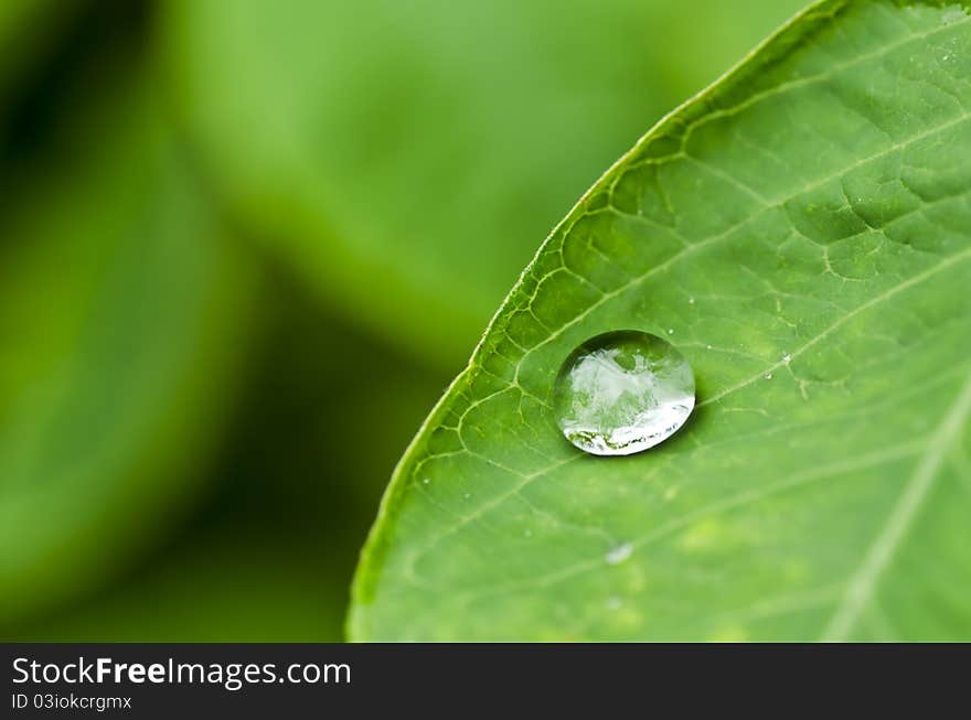 Water green leaf spring rainy season