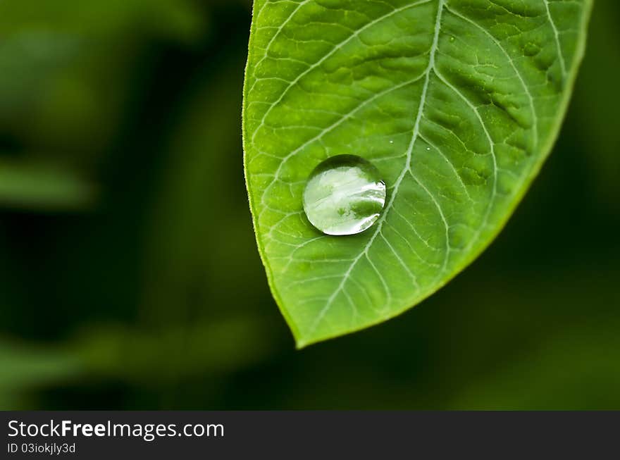 Water green leaf spring rainy season