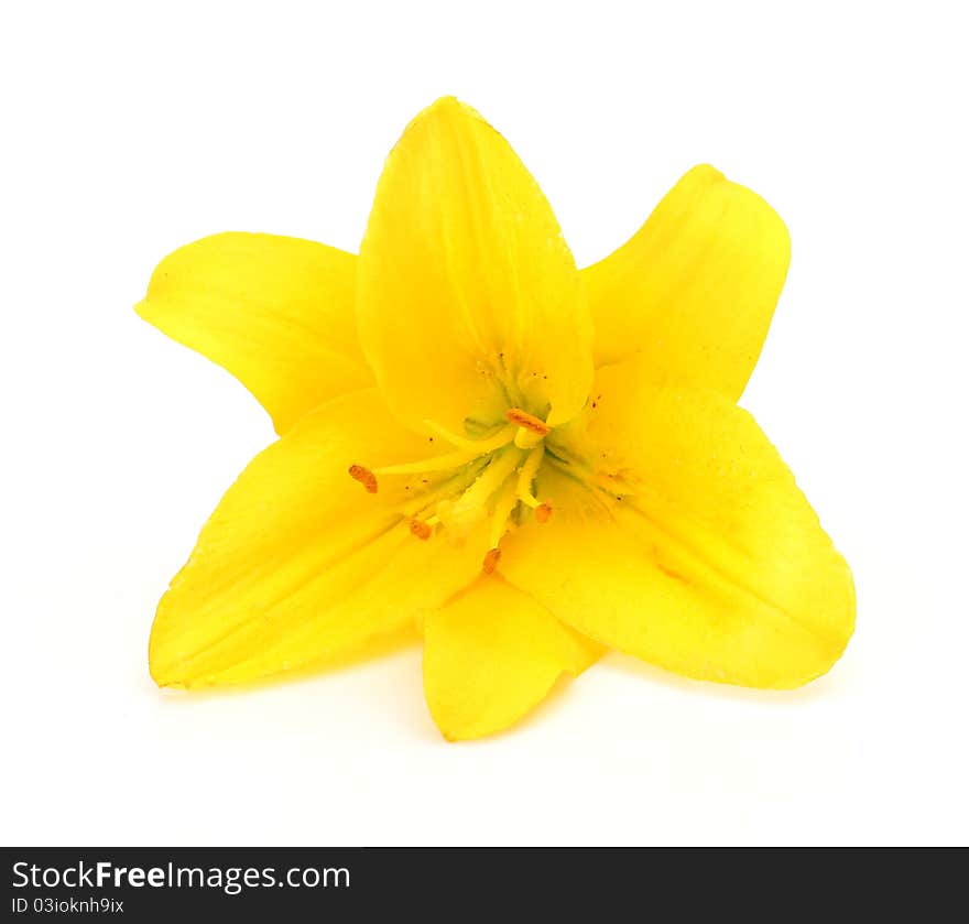 Yellow lily on a white background