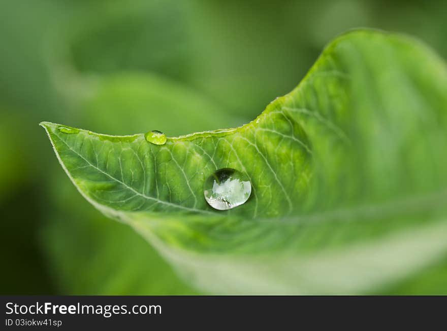 Water green leaf spring rainy season