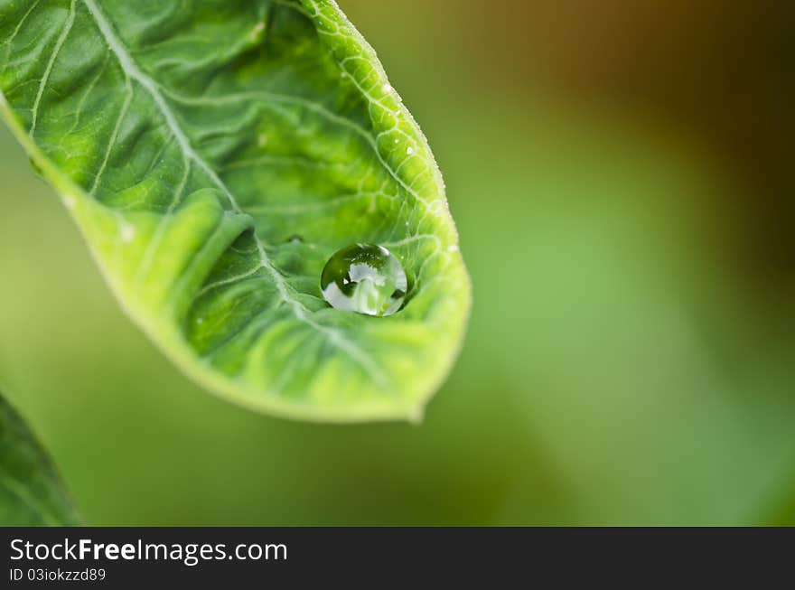 Water Green Leaf