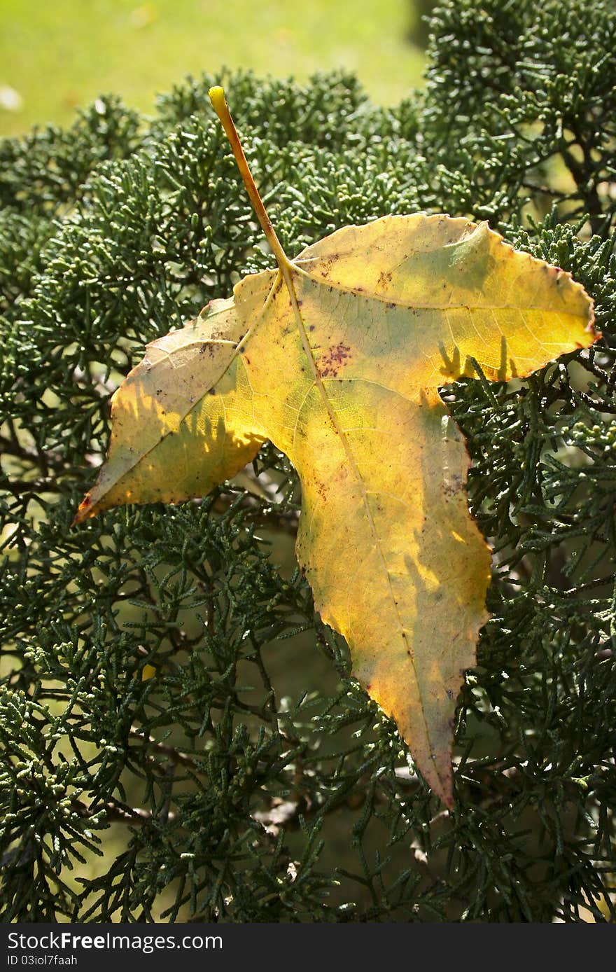 Maple leaf fall to the ground