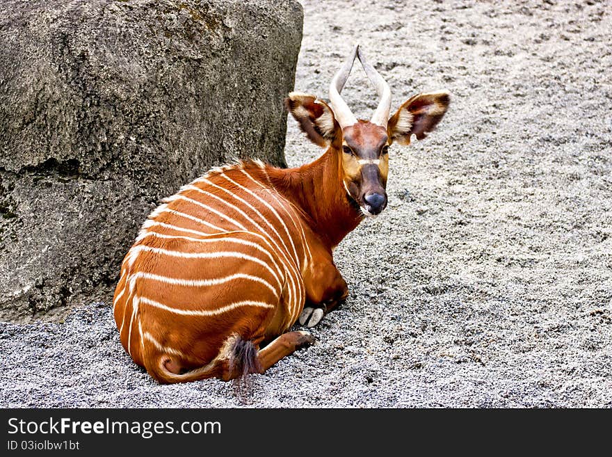 A deer rest on sand ground