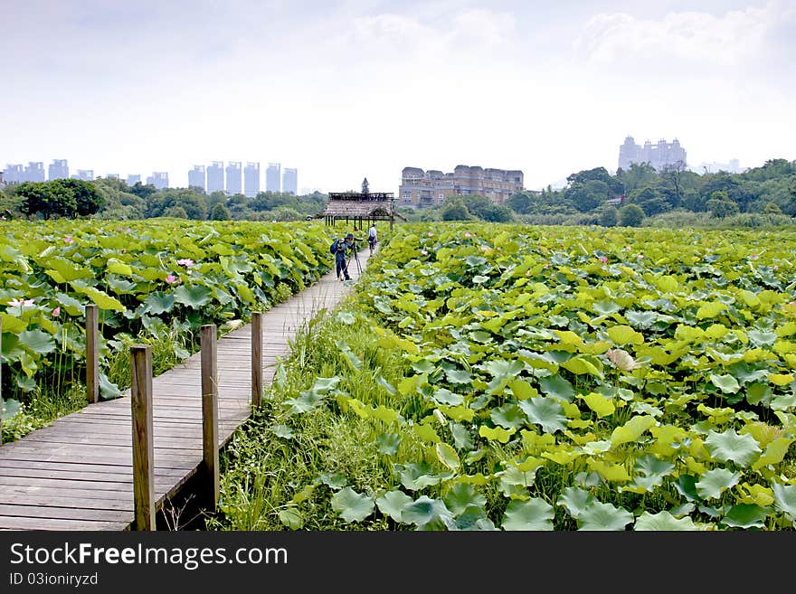 Lotus farm spread in summer