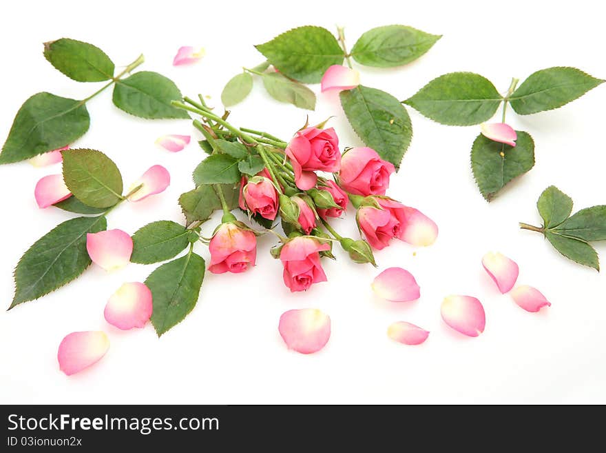 Pink roses on a white background