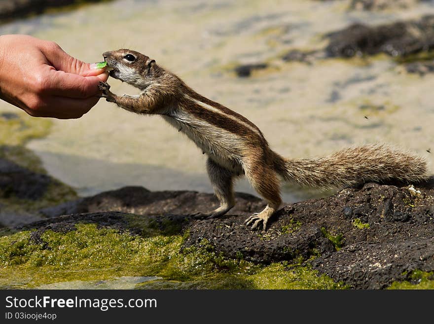 Feeding of a gentle chipmunk