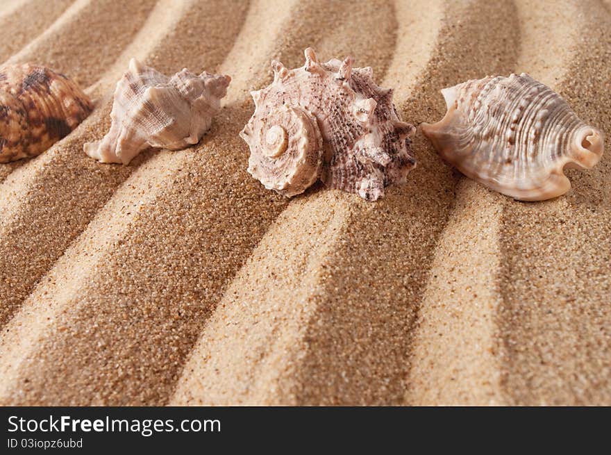 Image of seashells on the sand. Image of seashells on the sand