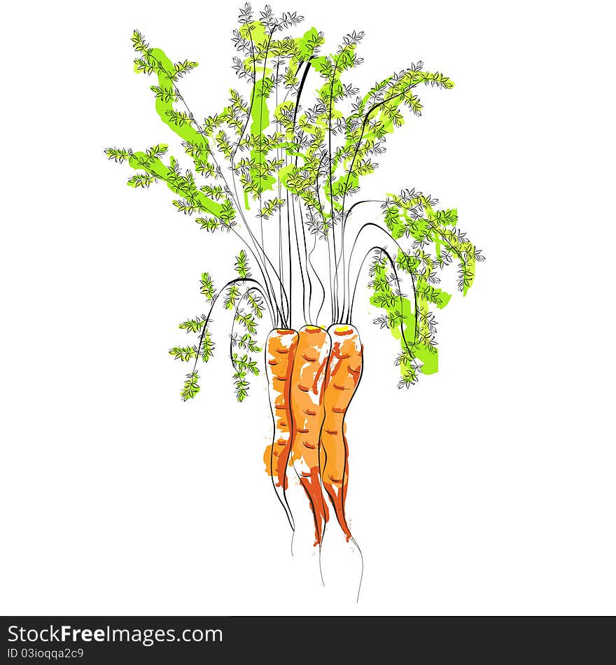 Illustration of Carrot