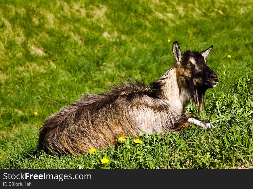 The gray goat having a rest on a grass (summer, a field, one animal). The gray goat having a rest on a grass (summer, a field, one animal)